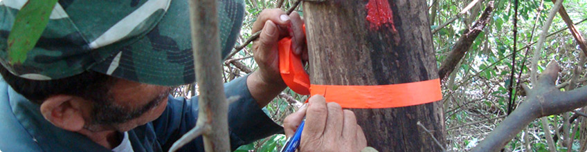 Estudios en materia forestal