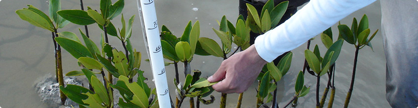 Restauración y rehabilitación ambiental